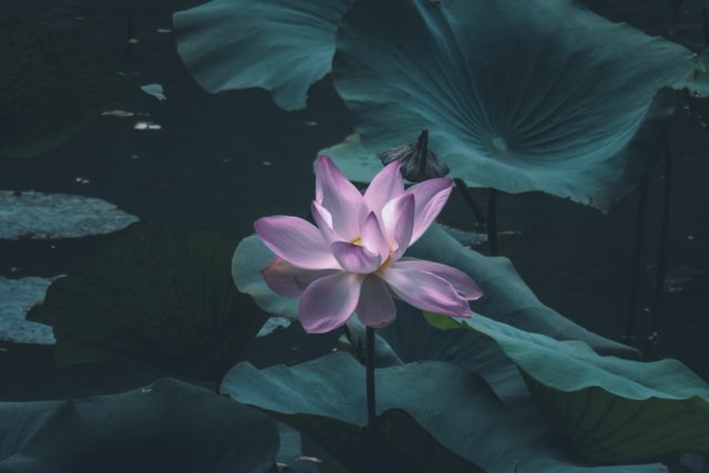 lotus image, 