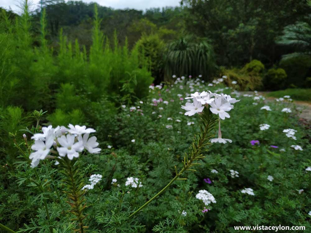 Seethawaka Botanical garden