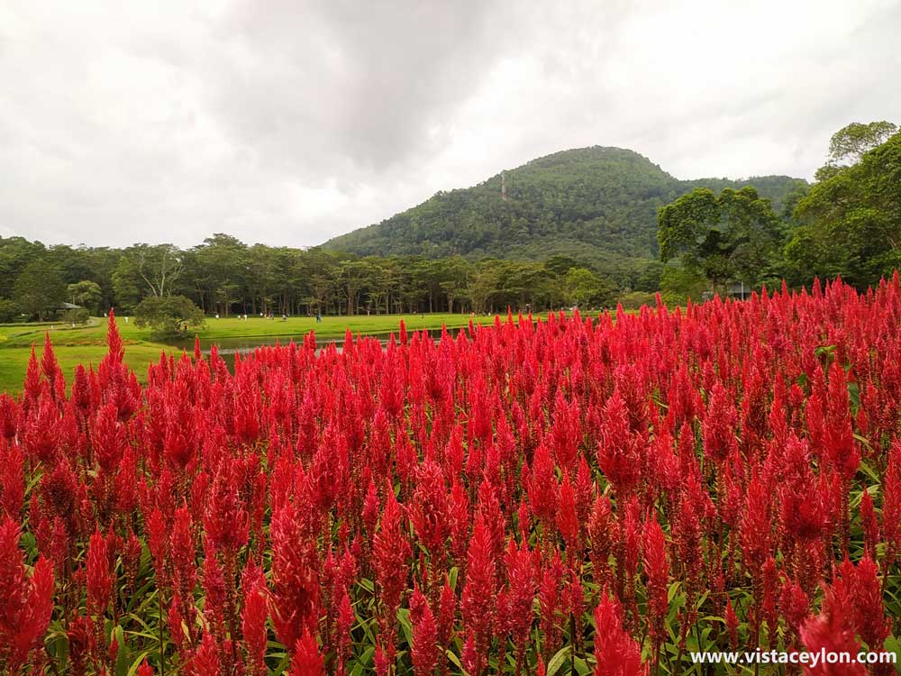 Seethawaka Botanical garden